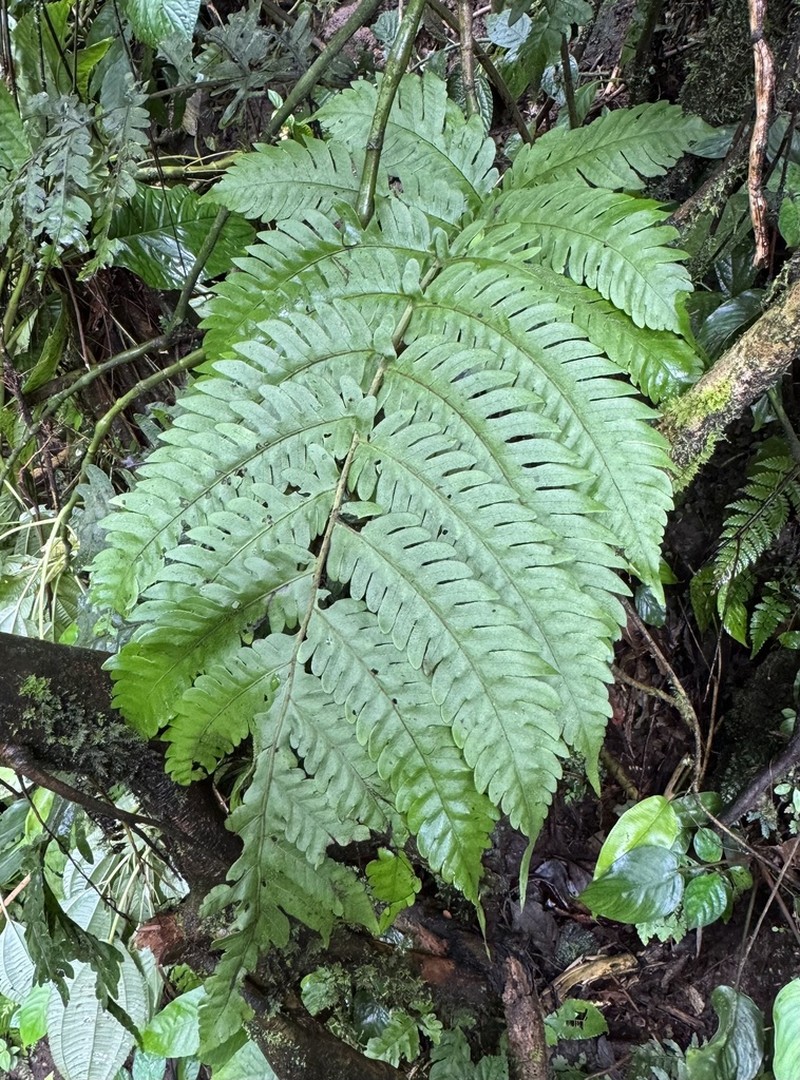 Tectaria gigantea photo 2