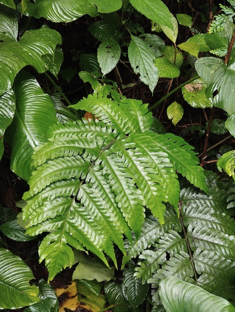Tectaria gigantea photo 3