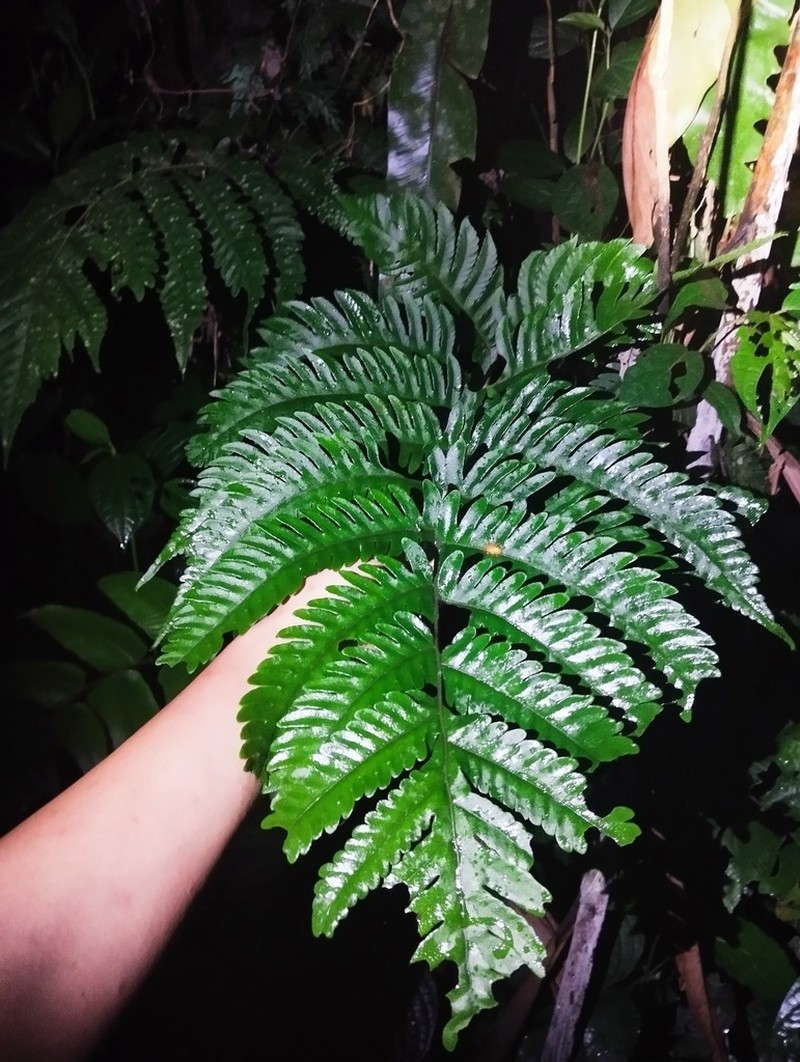 Tectaria gigantea photo 4