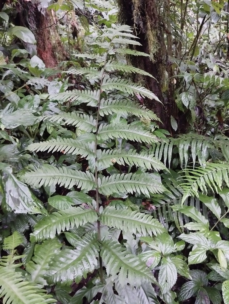 Tectaria gigantea photo 5