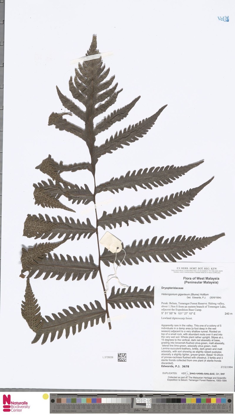 Tectaria gigantea photo 6