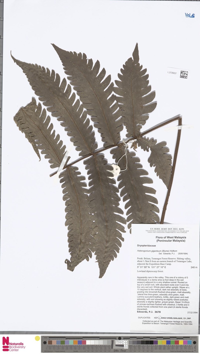 Tectaria gigantea photo 7
