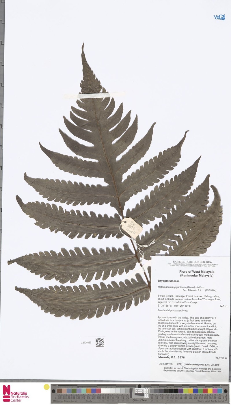 Tectaria gigantea photo 8