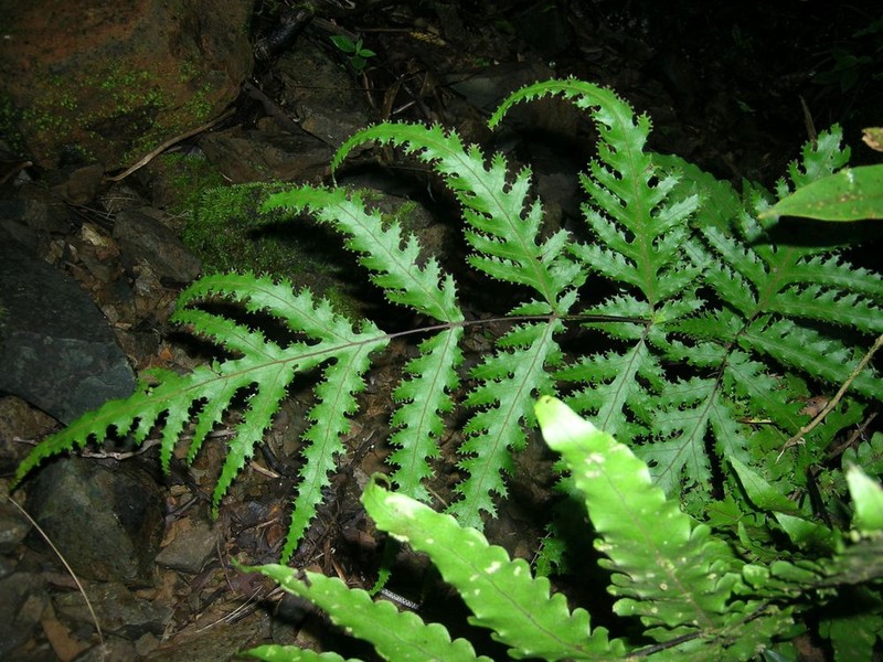 Tectaria godeffroyi