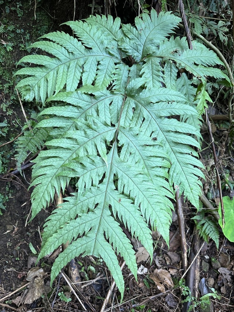 Tectaria griffithii photo 2