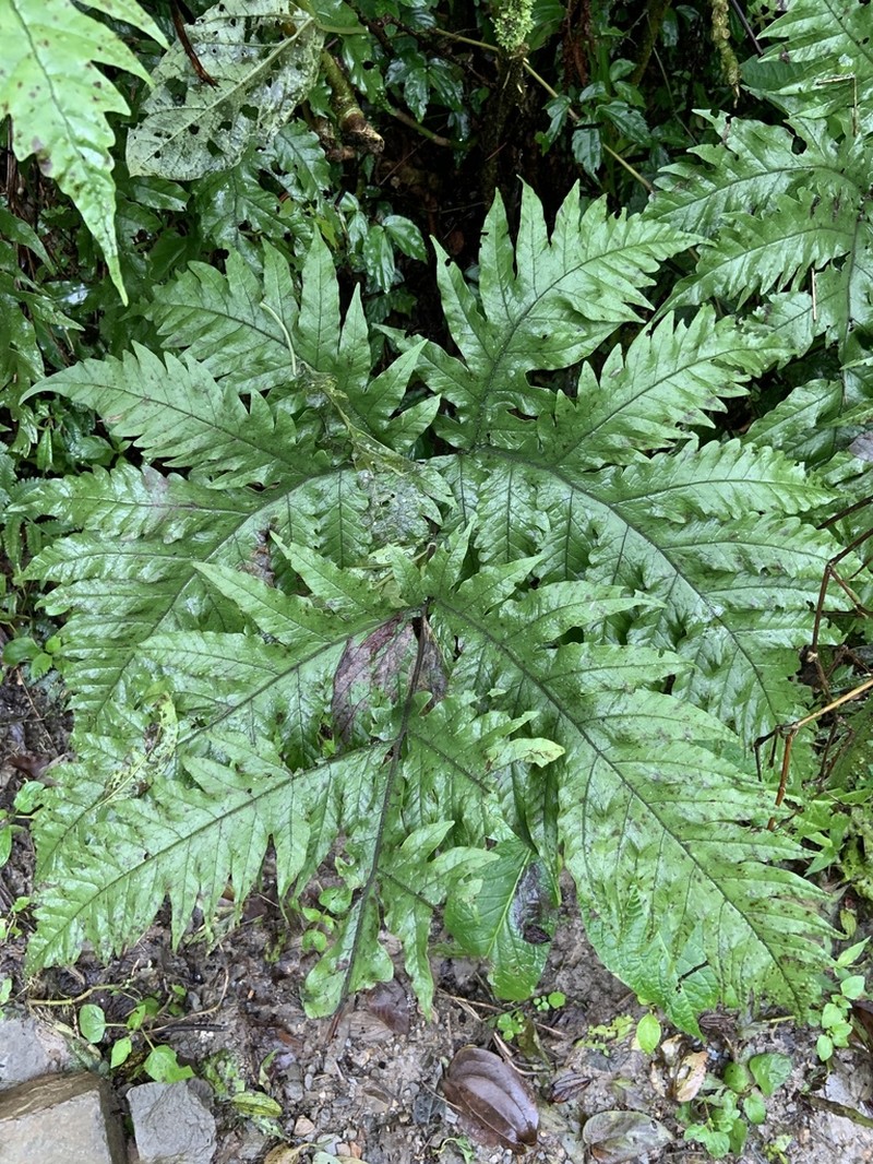 Tectaria griffithii photo 3