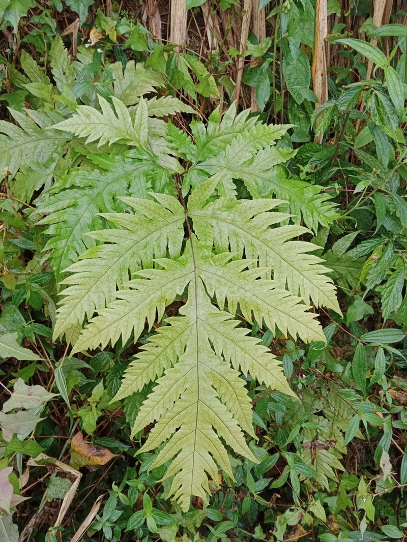 Tectaria griffithii photo 4