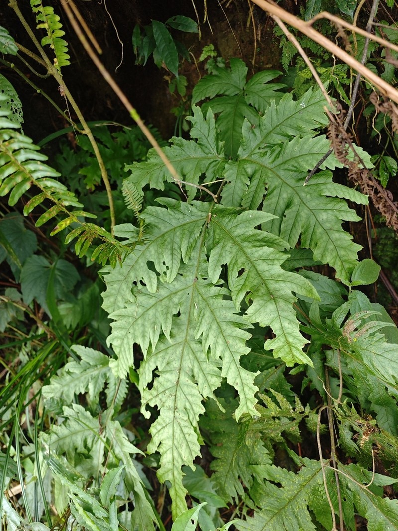 Tectaria griffithii photo 5