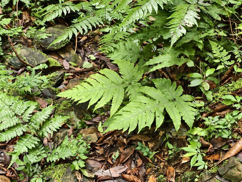 Tectaria griffithii photo 6