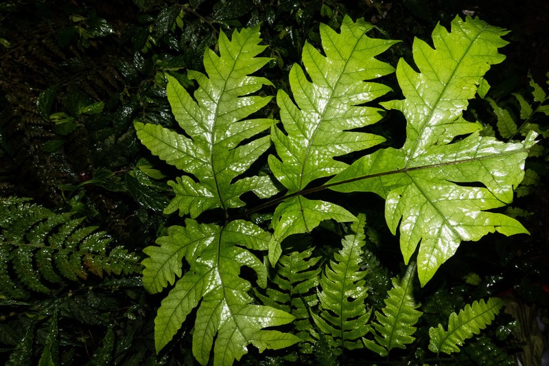 Tectaria griffithii photo 7