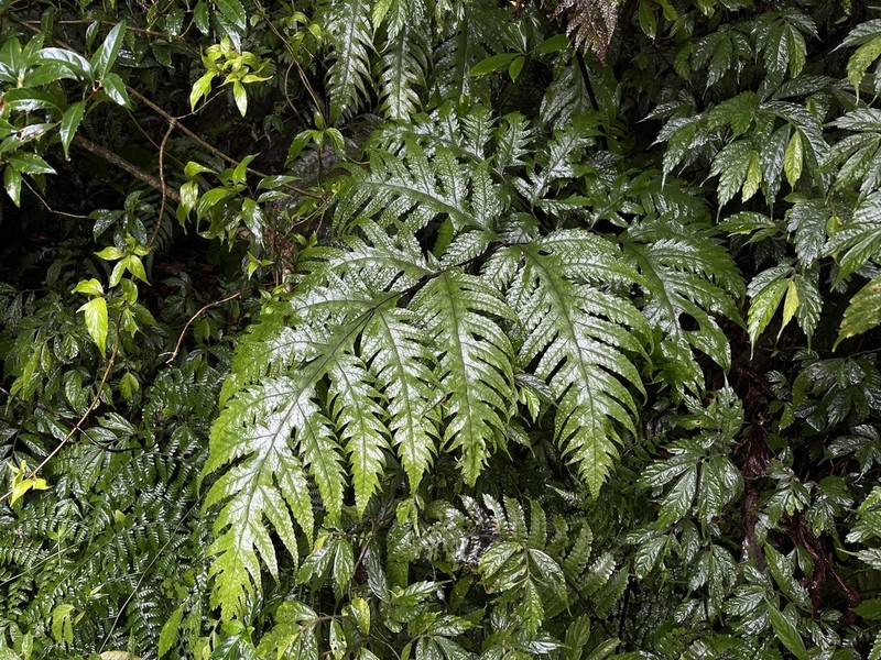 Tectaria griffithii photo 8