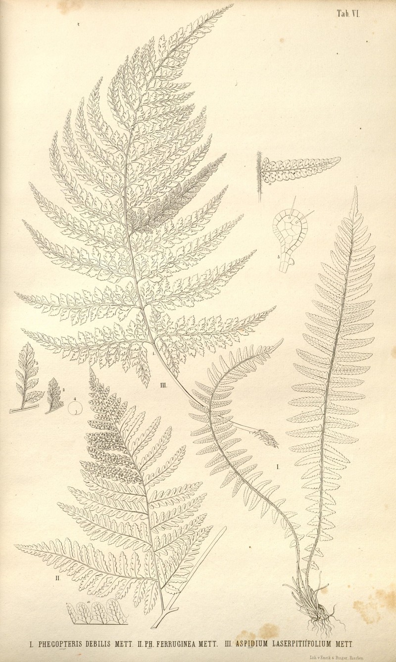 Tectaria gymnocarpa
