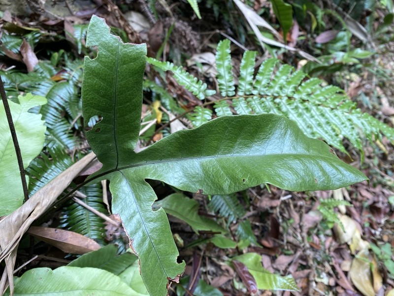 Tectaria harlandii photo 2