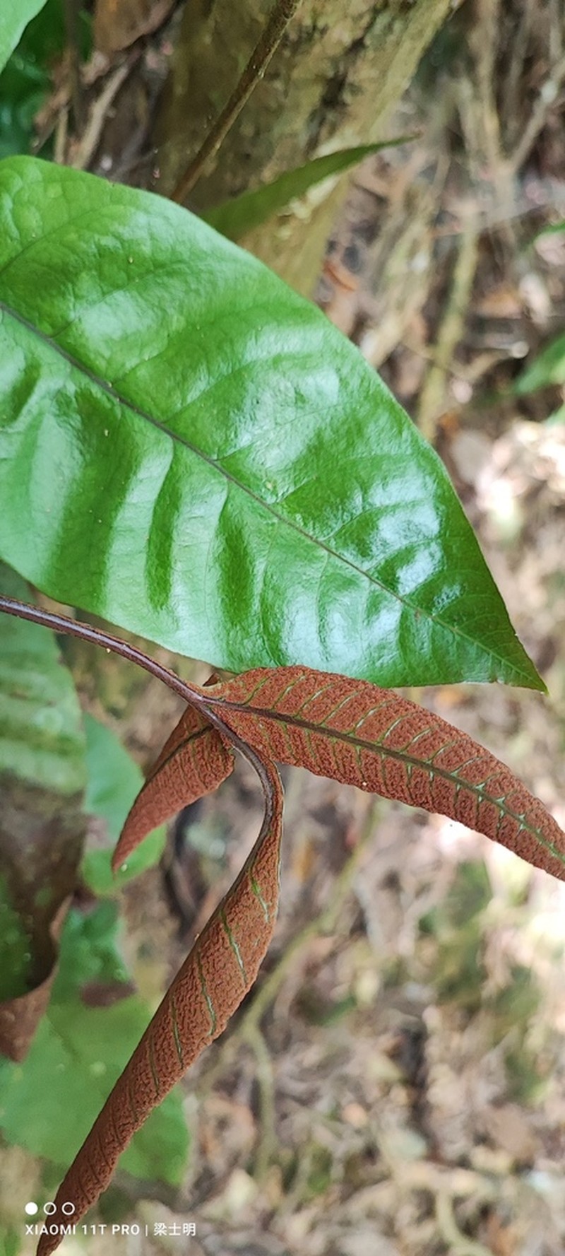 Tectaria harlandii photo 3