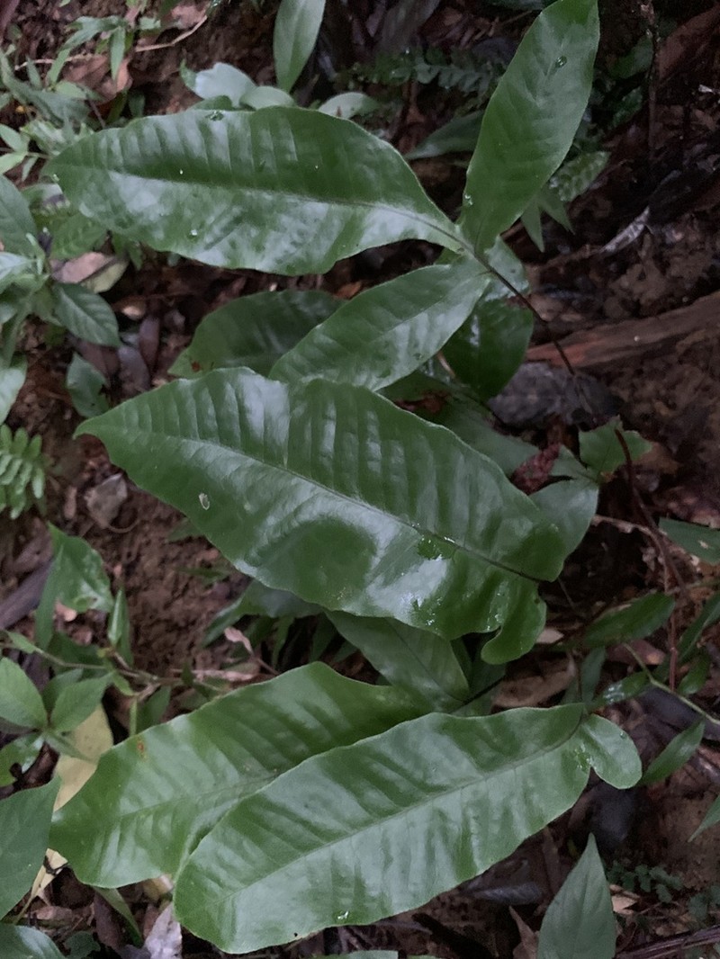 Tectaria harlandii photo 4