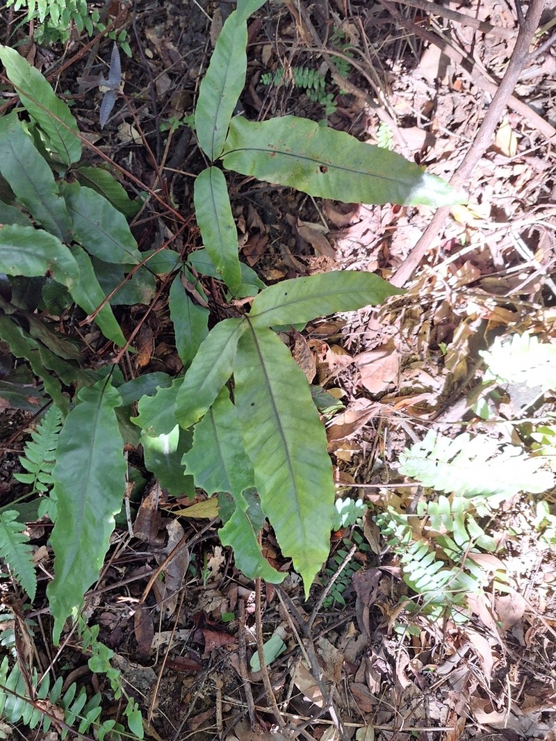 Tectaria harlandii photo 5