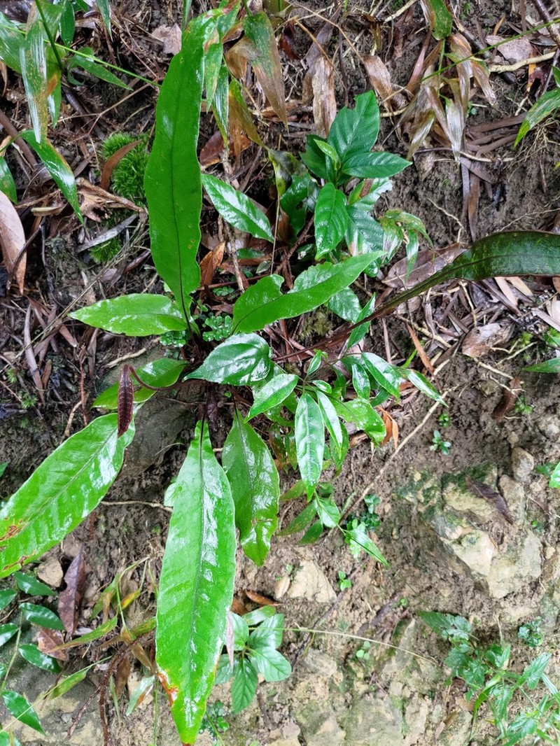 Tectaria harlandii photo 6
