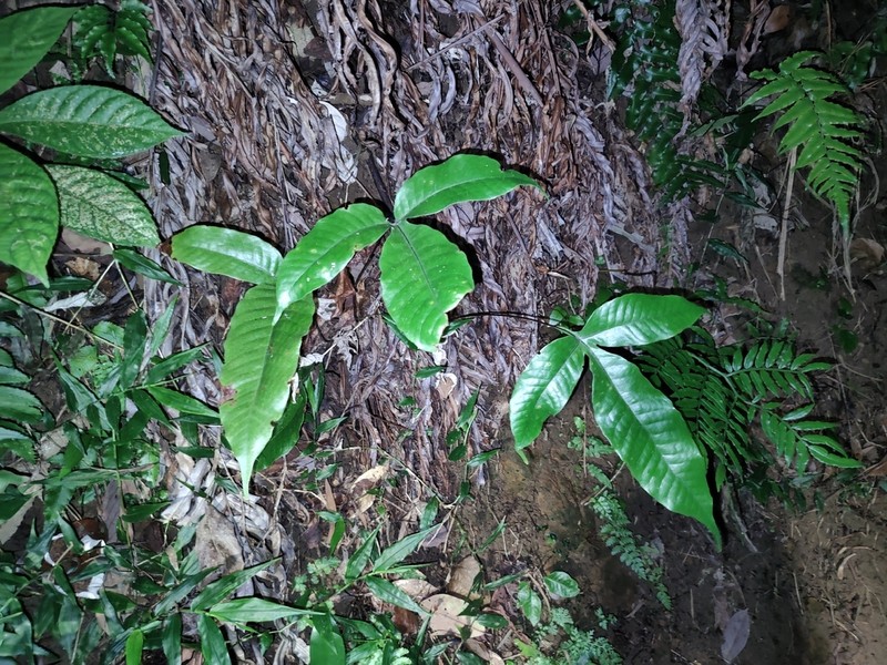 Tectaria harlandii photo 8