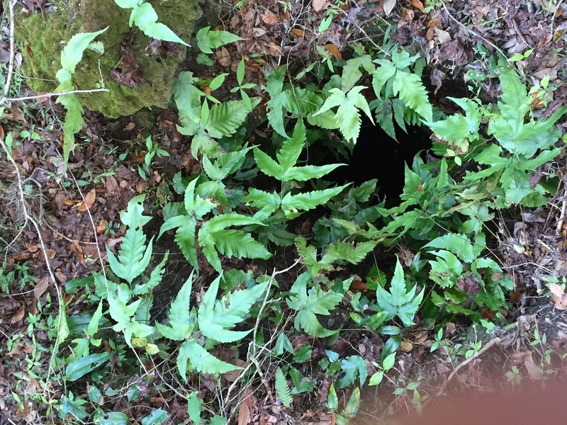 Broad Halberd Fern