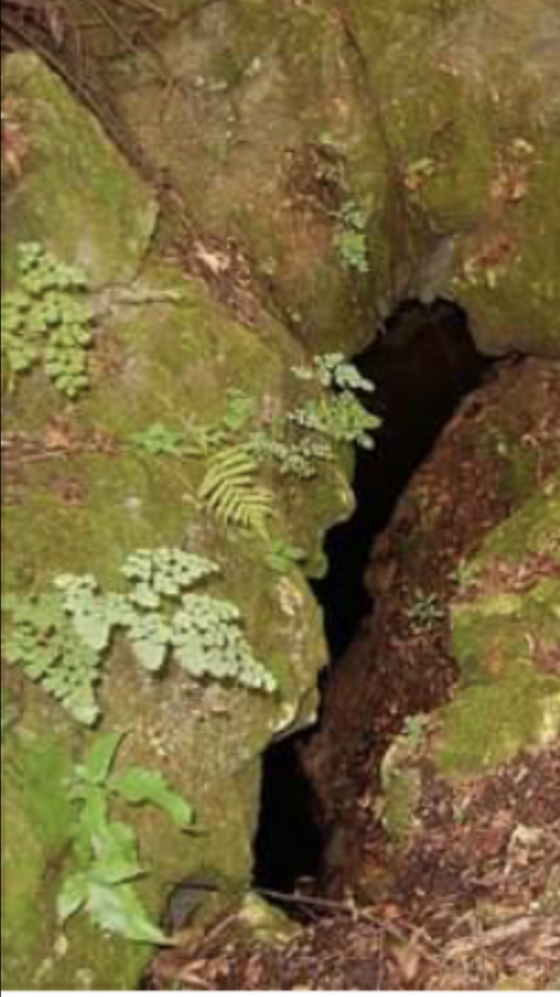 Broad Halberd Fern photo 2
