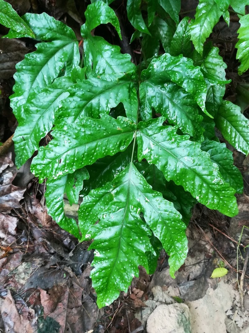 Broad Halberd Fern photo 3
