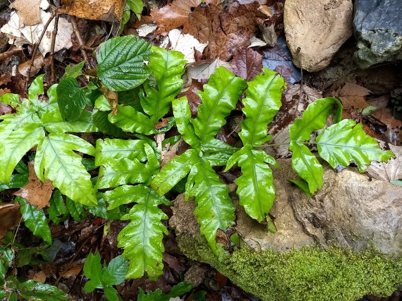 Broad Halberd Fern photo 4
