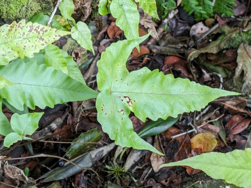Broad Halberd Fern photo 5
