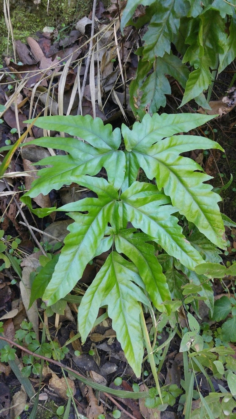 Broad Halberd Fern photo 6
