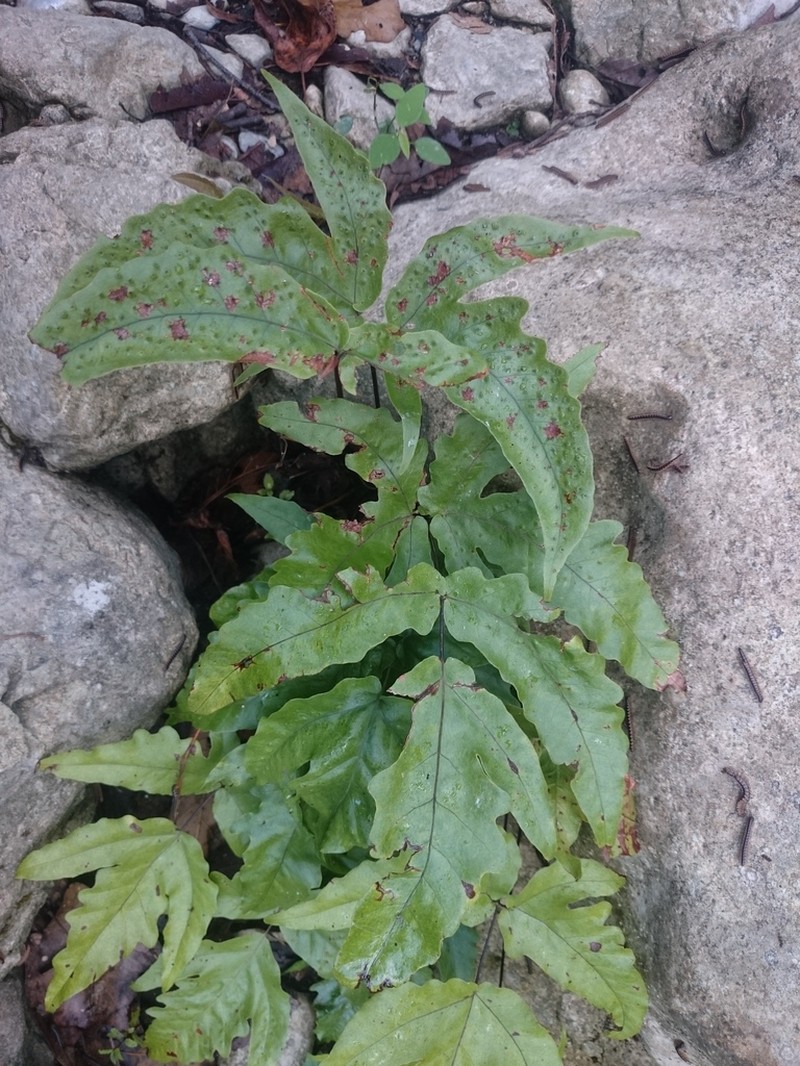 Broad Halberd Fern photo 7