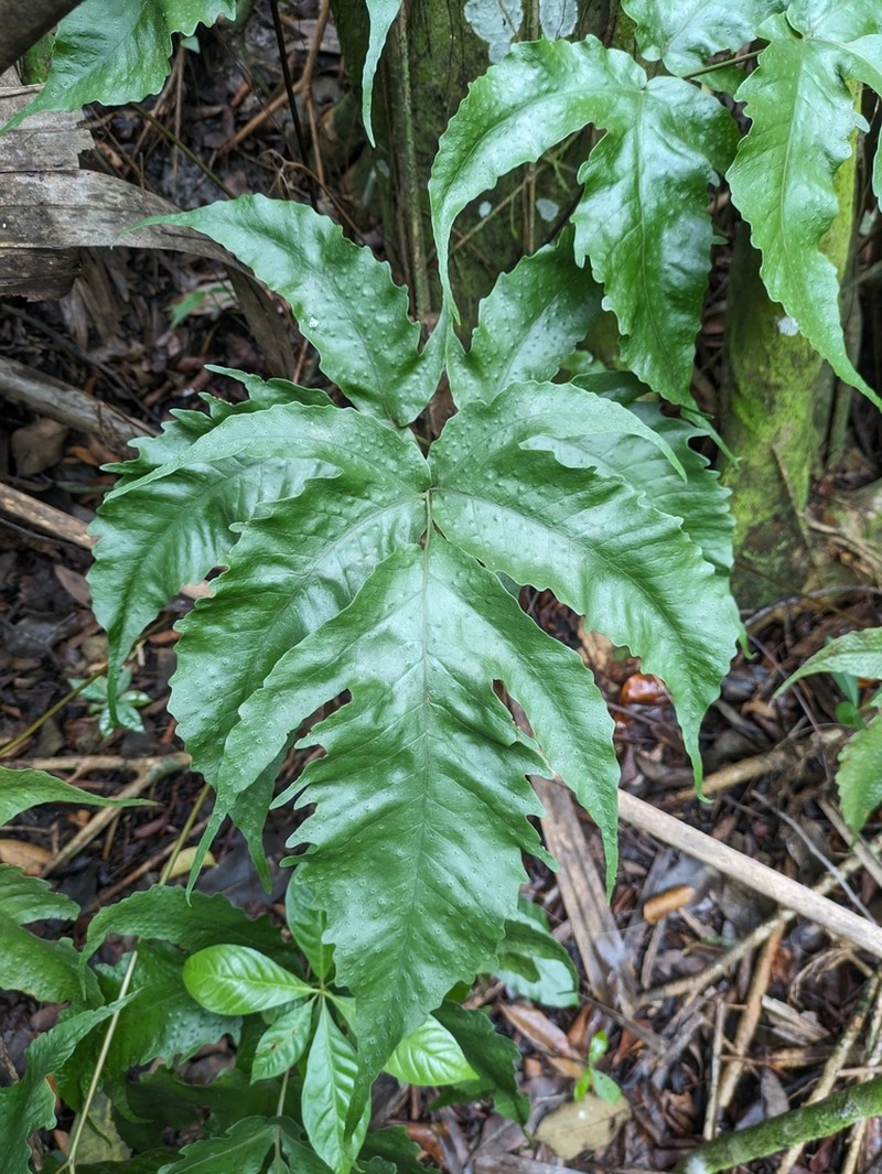 Broad Halberd Fern photo 8