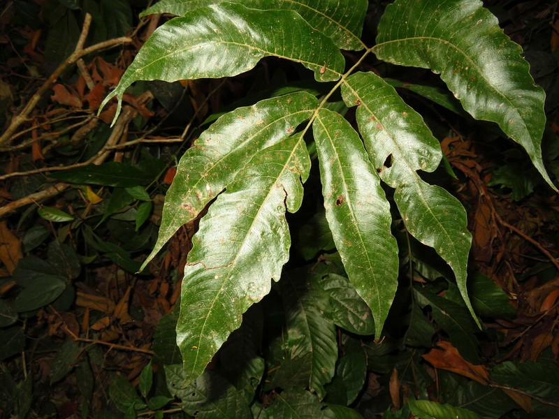 Tectaria herpetocaulos