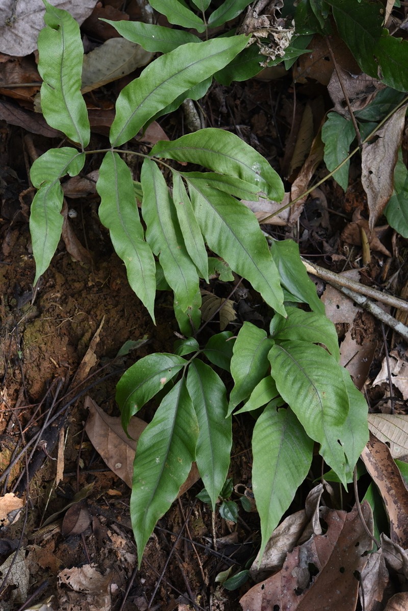 Tectaria herpetocaulos photo 5