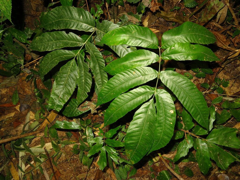 Tectaria herpetocaulos photo 6