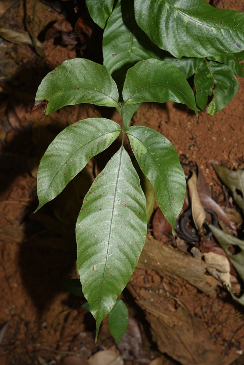 Tectaria heterocarpa