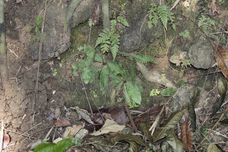 Tectaria hilocarpa