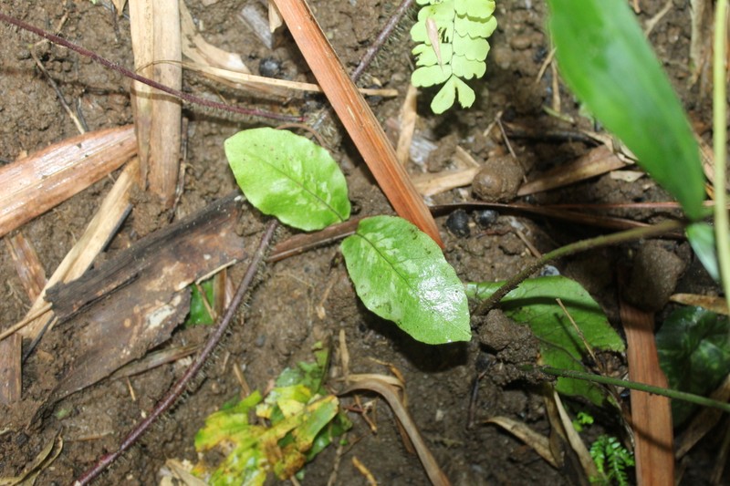 Tectaria hilocarpa photo 2