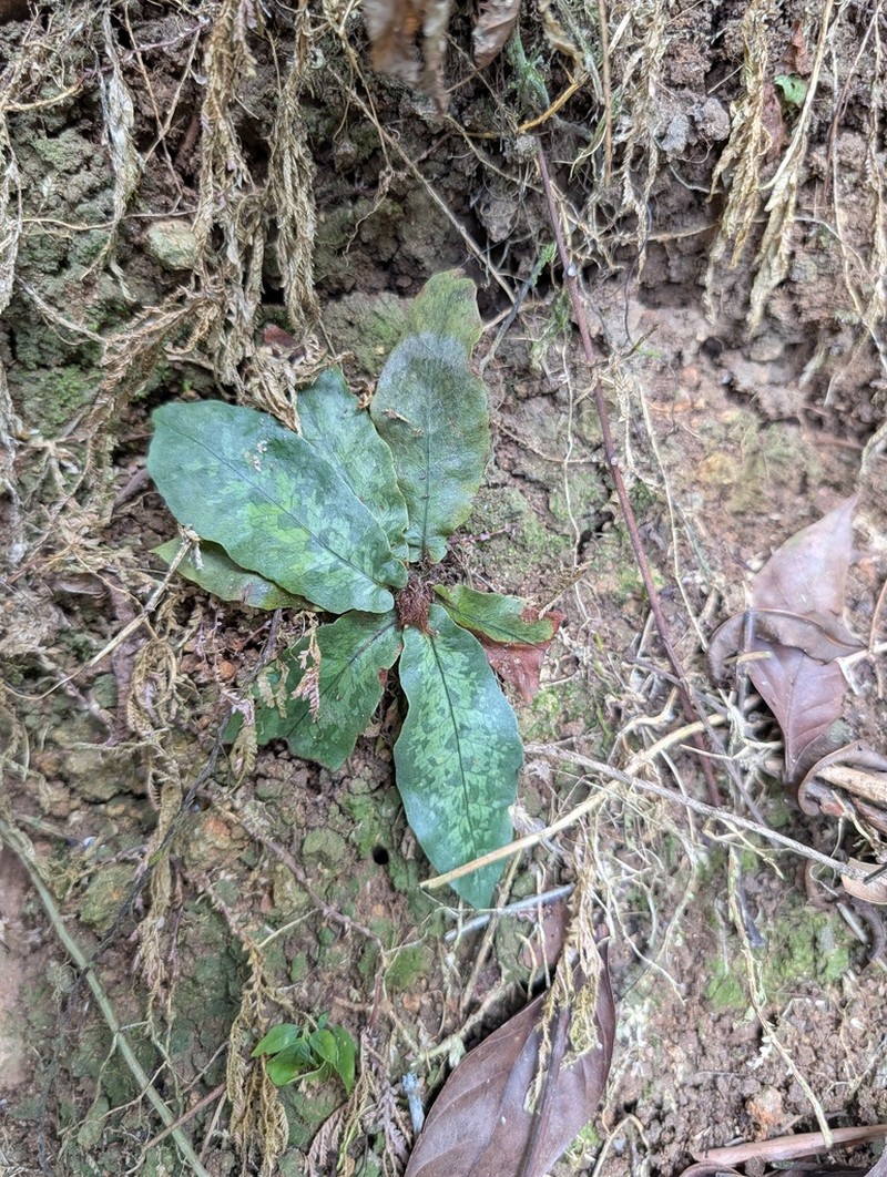 Tectaria hilocarpa photo 3