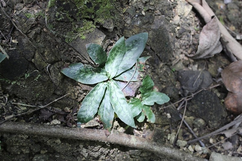 Tectaria hilocarpa photo 4
