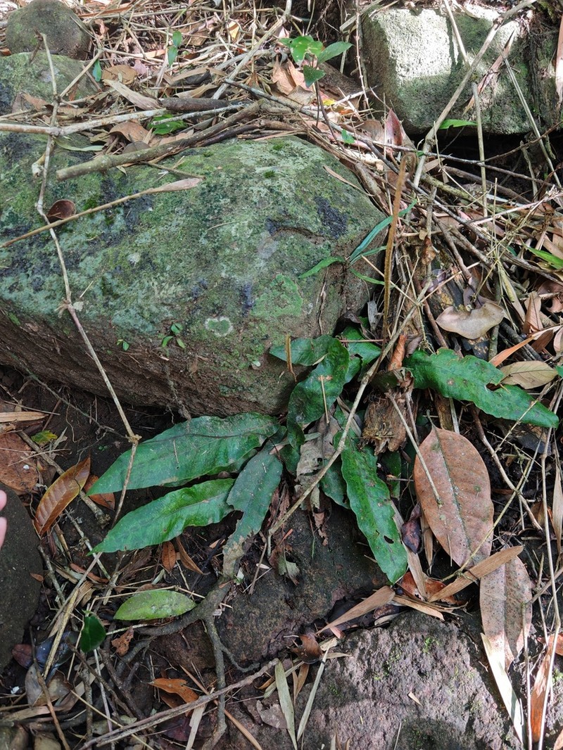 Tectaria hilocarpa photo 5