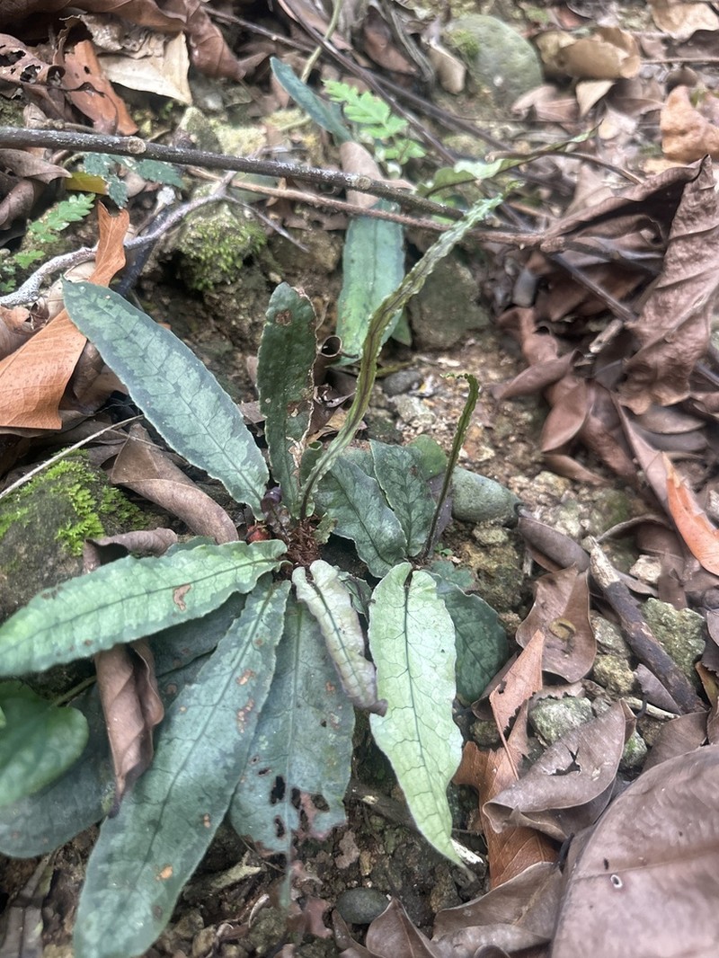 Tectaria hilocarpa photo 6