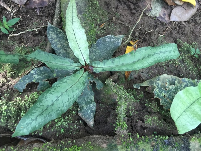 Tectaria hilocarpa photo 7