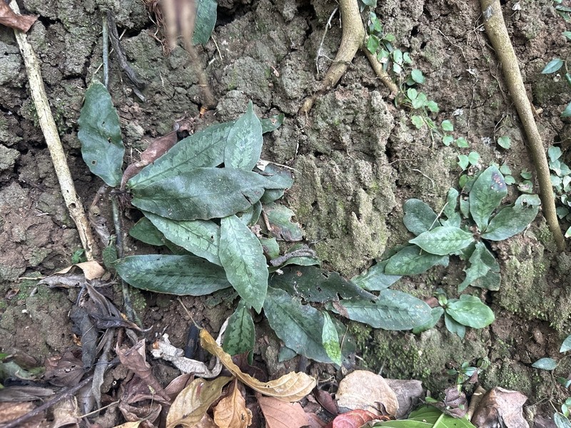 Tectaria hilocarpa photo 8