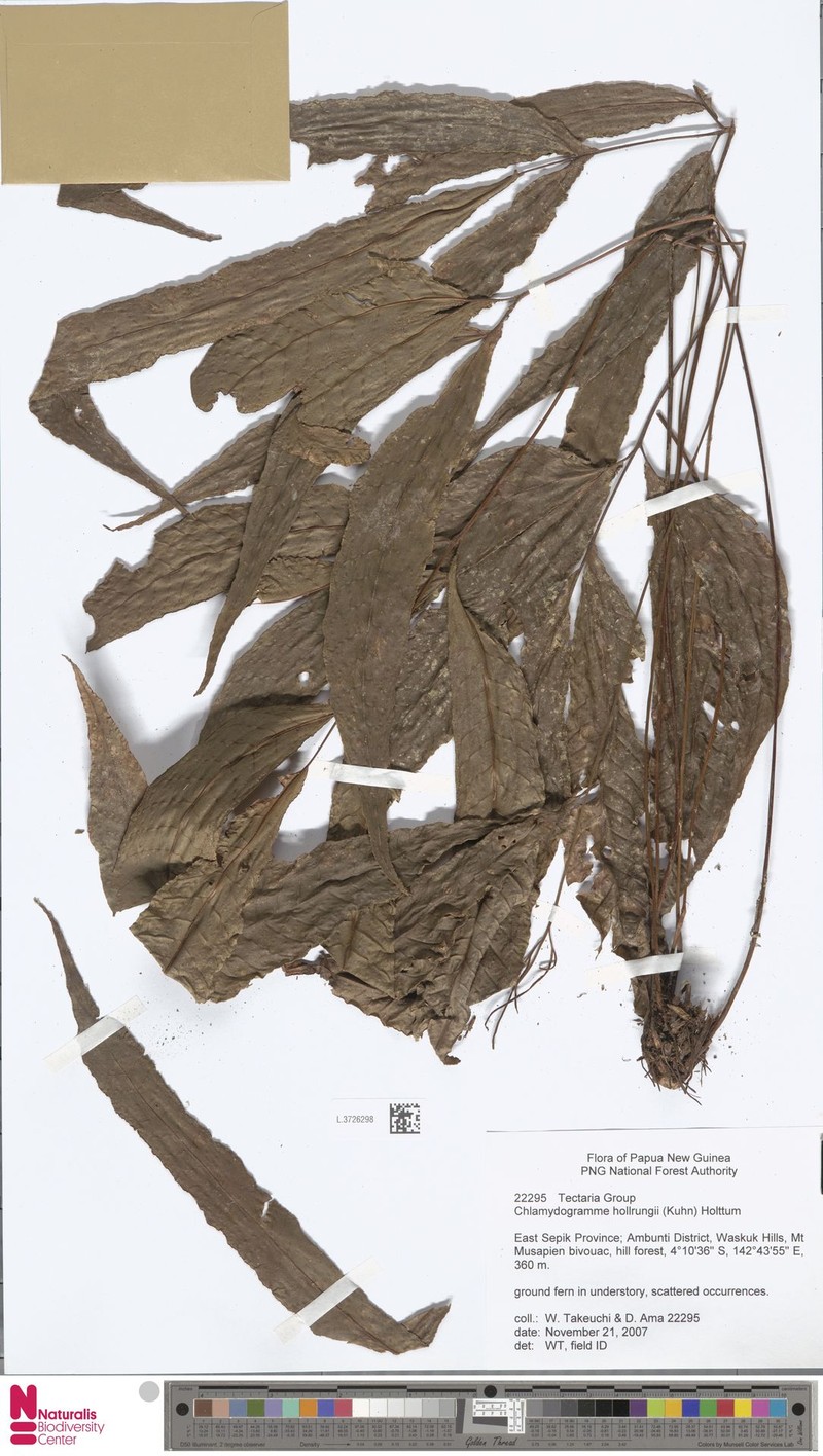 Tectaria hollrungii