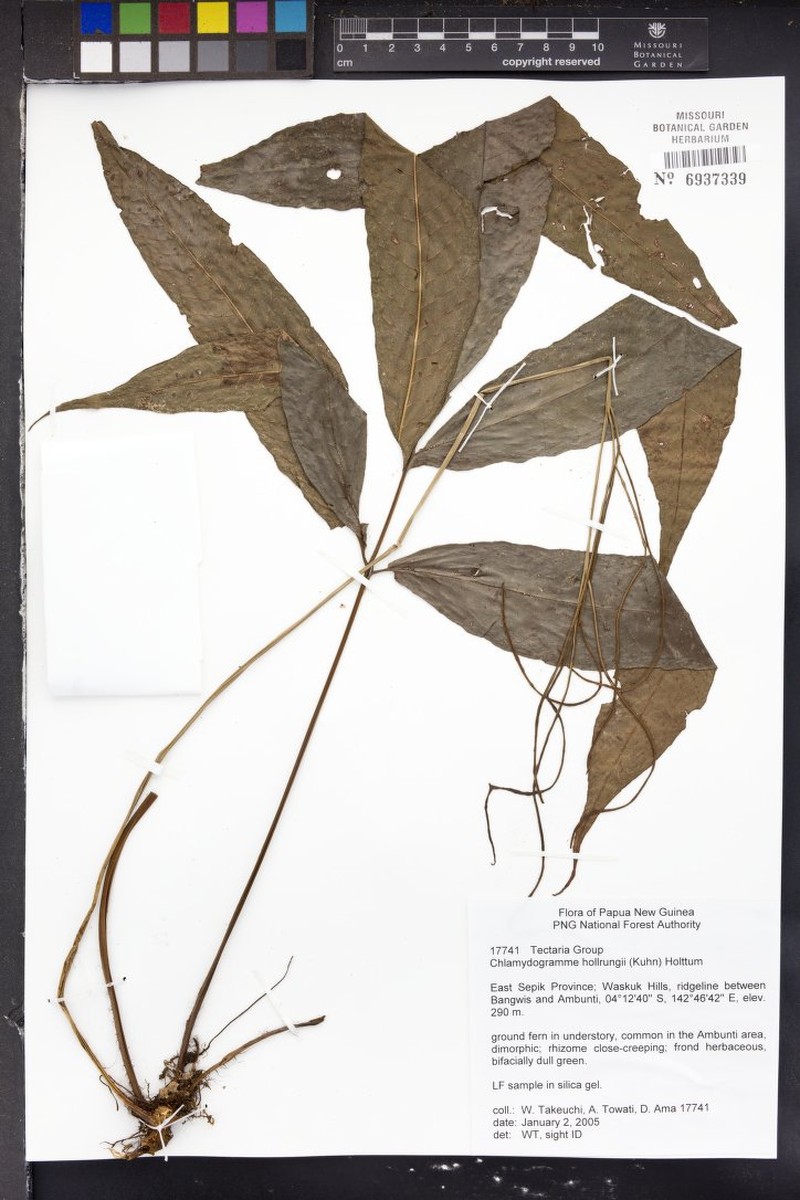 Tectaria hollrungii photo 2