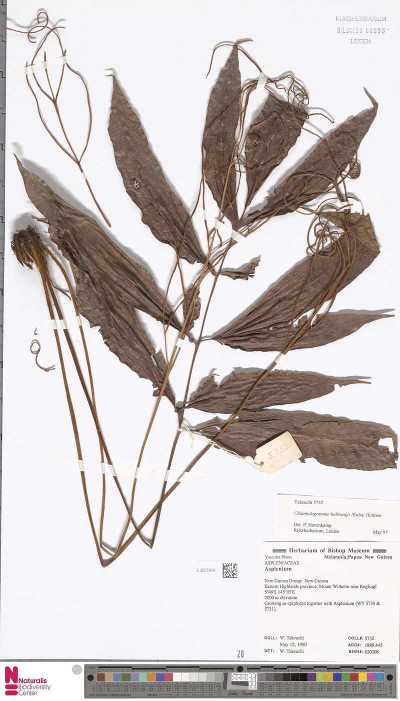 Tectaria hollrungii photo 4