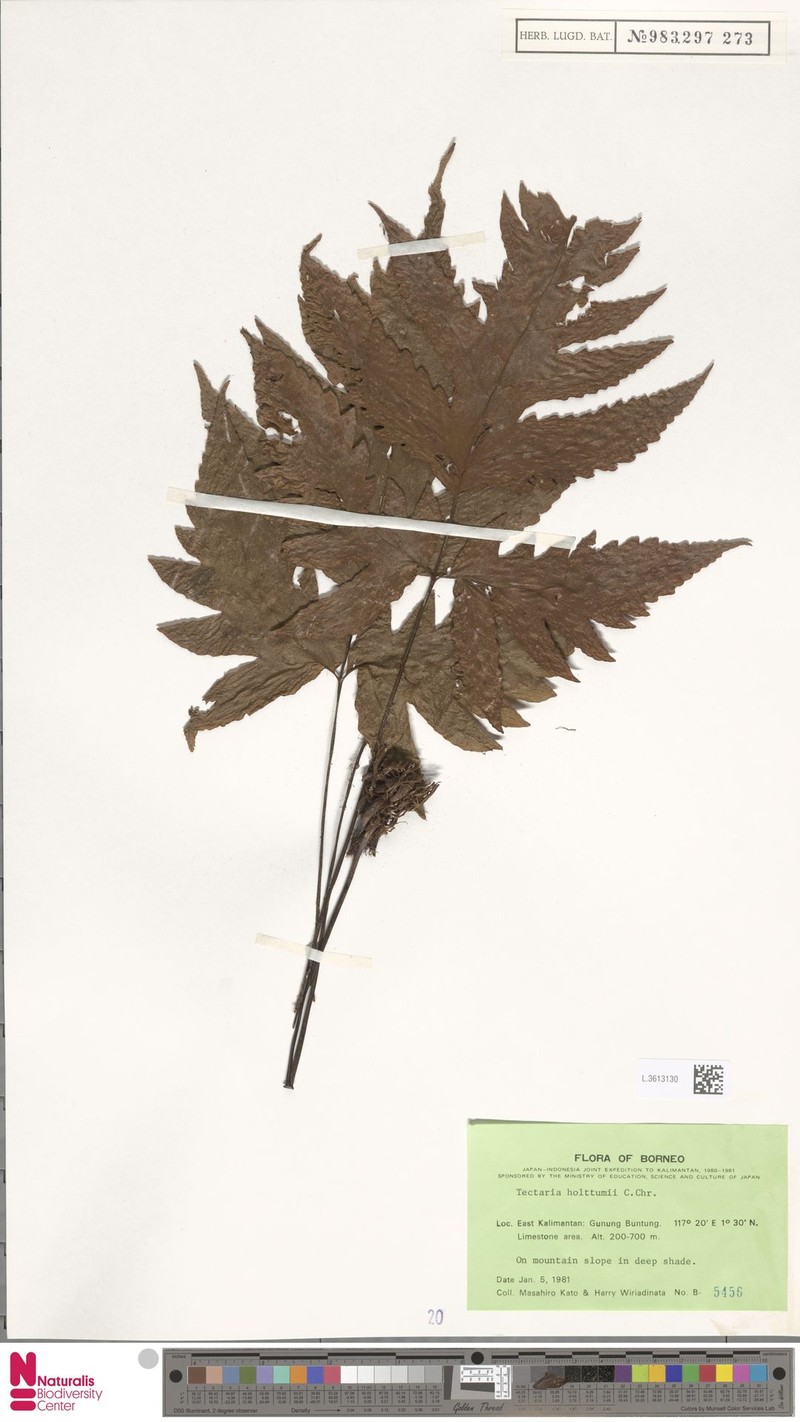 Tectaria holttumii