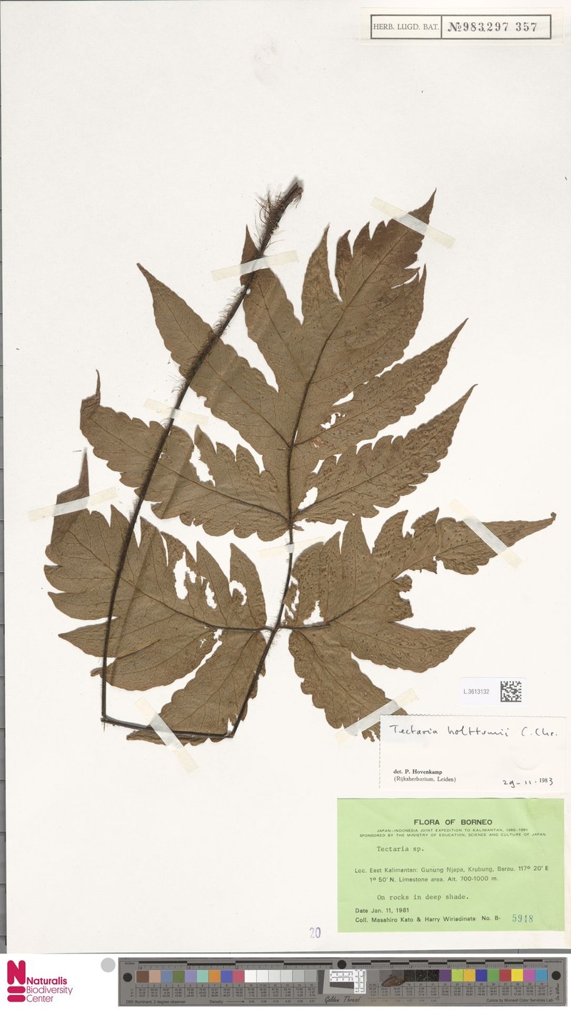 Tectaria holttumii photo 2