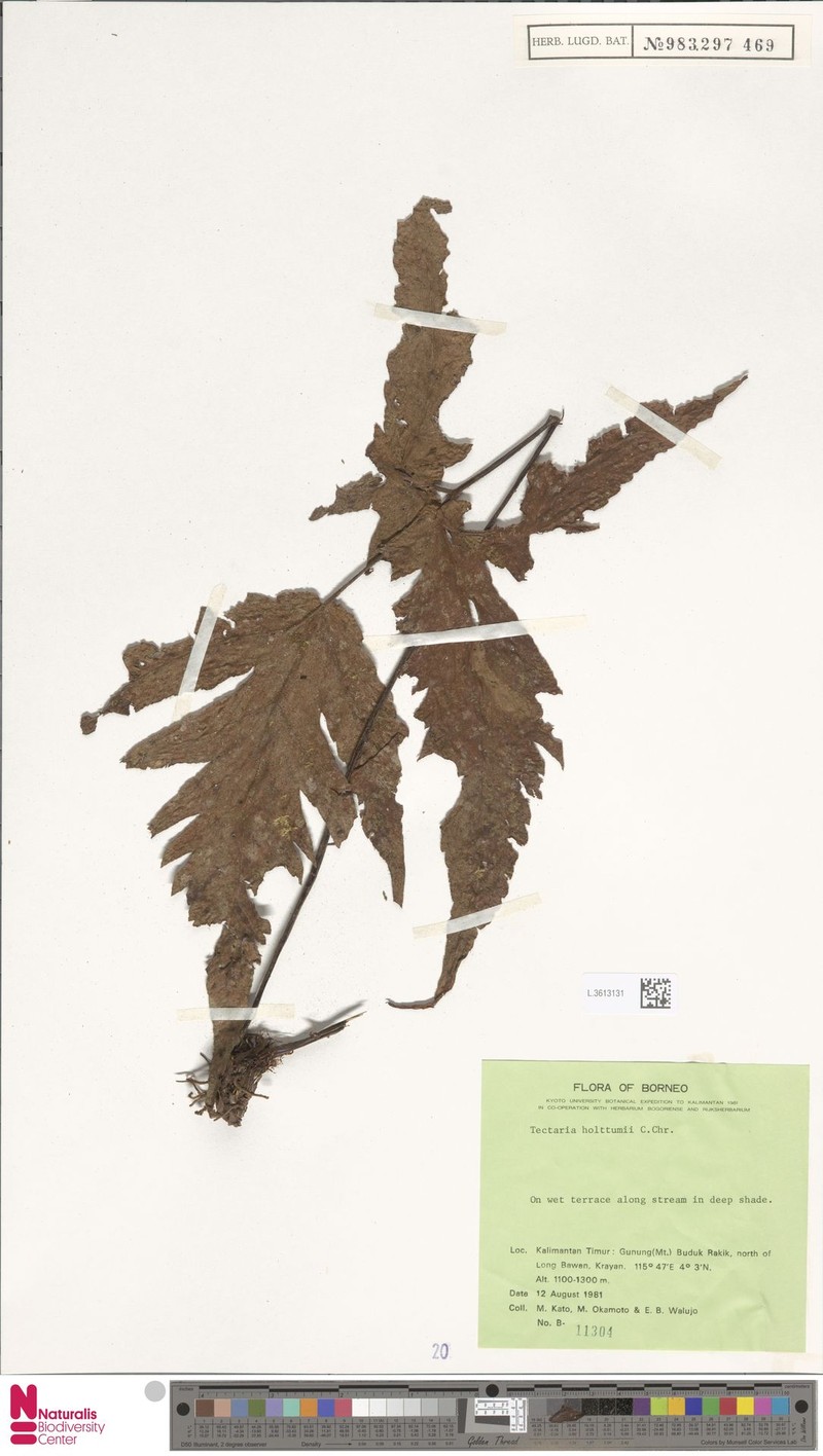 Tectaria holttumii photo 3