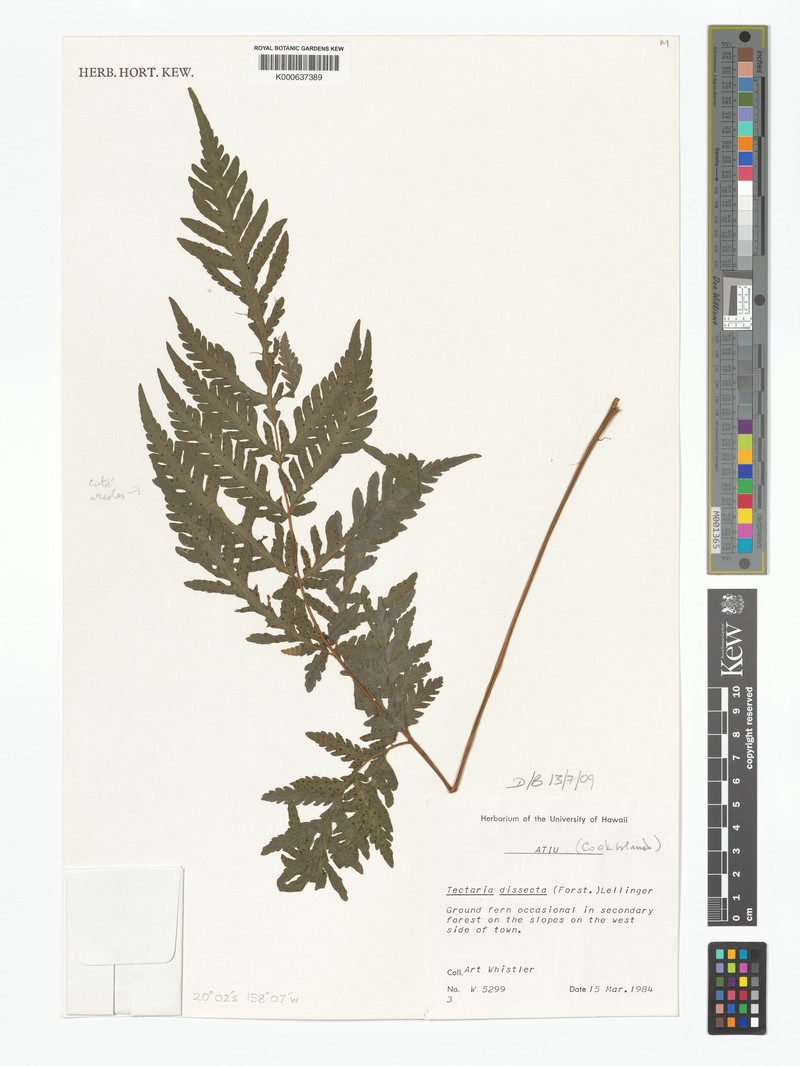 Tectaria hookeri