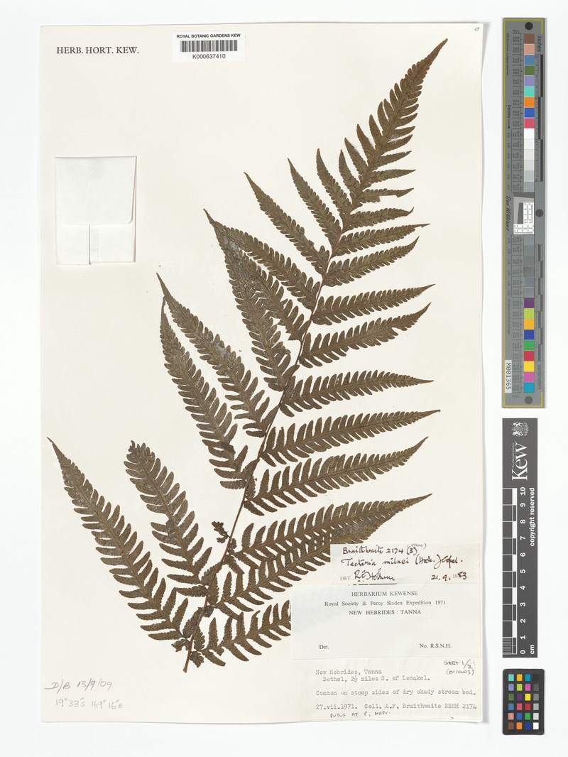 Tectaria hookeri photo 2